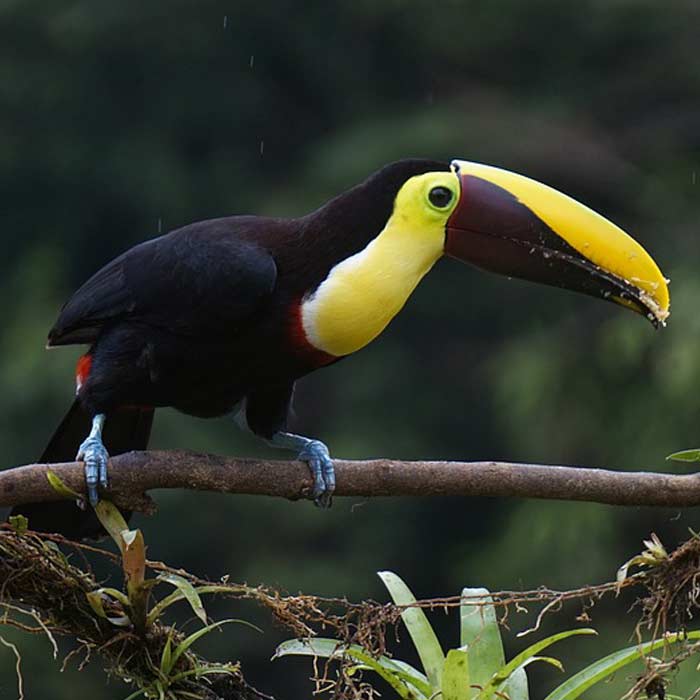 un toucan sur une branche au Costa Rica