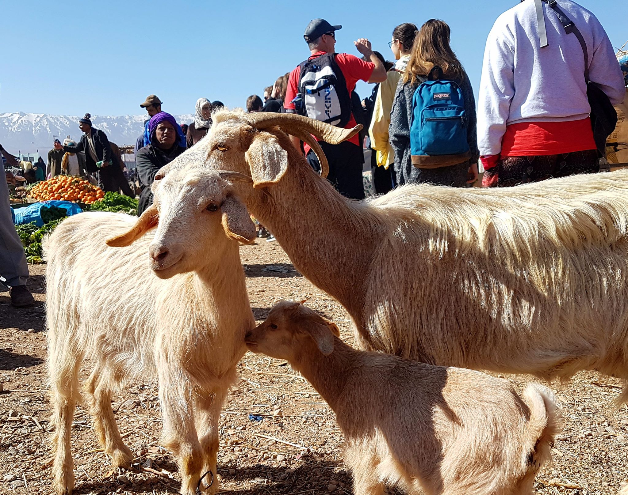 Maroc Chèvre
