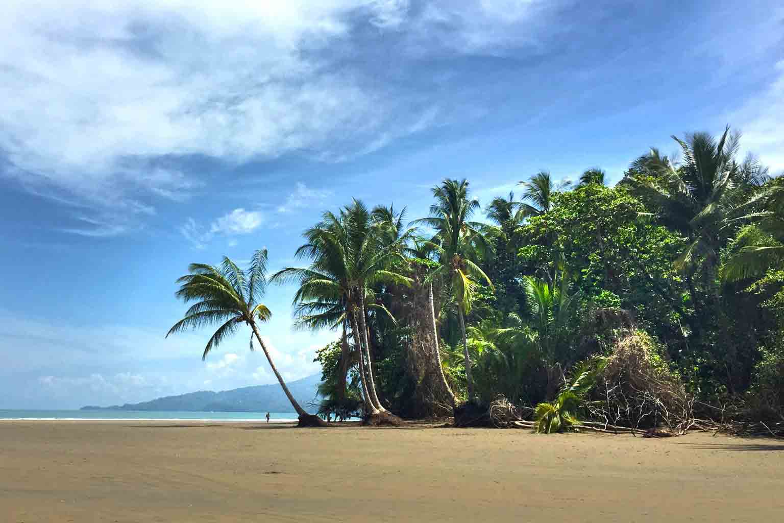 Une plage du Costa-Rica entouré de palmiers