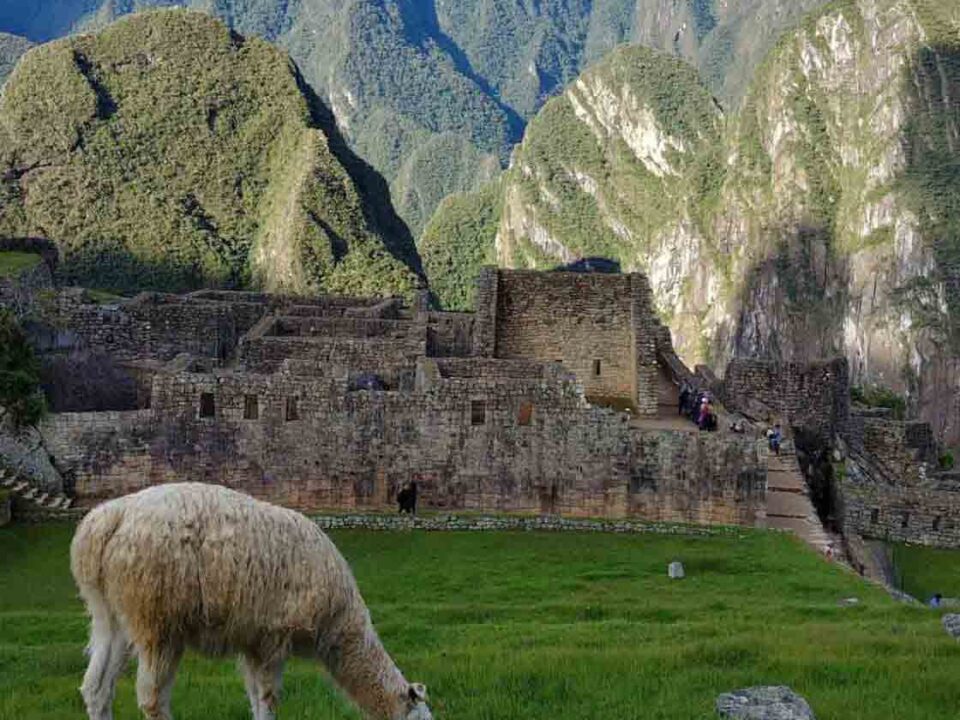 Un mouton dans une prairie du Pérou avec d'anciennes ruines et des montages en arrière plan