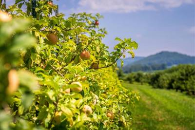 Île d'Orléans Québec